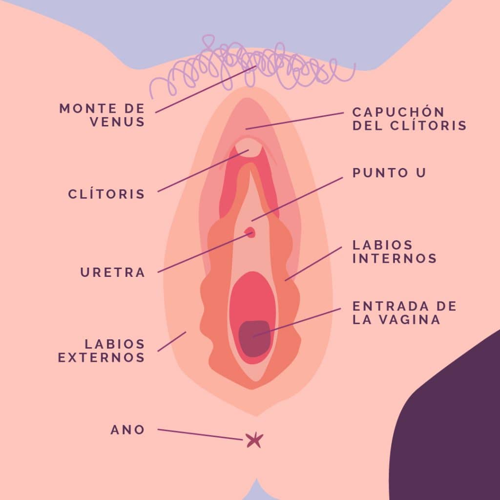 Tipos de vagina